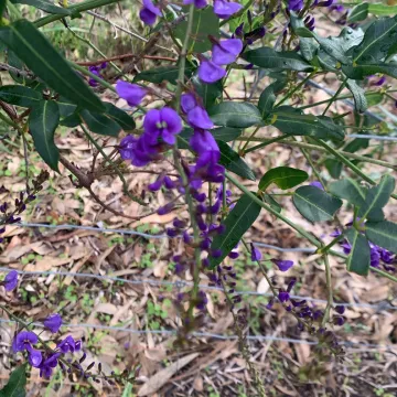 Hardenbergia comptoniana