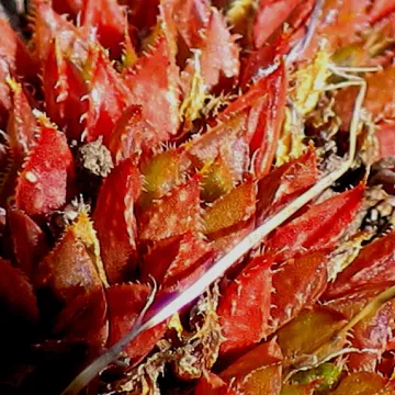 Haworthia mirabilis (Haw.) Haw.