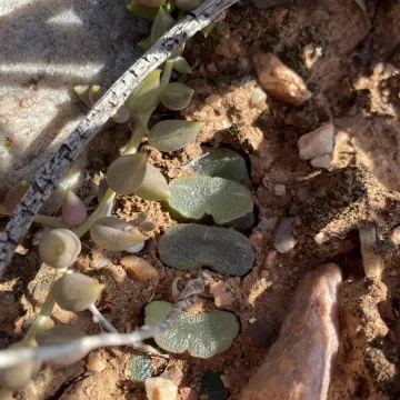 Haworthia truncata var. maughanii