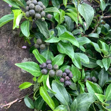 Japanese ivy