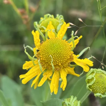 Common sneezeweed