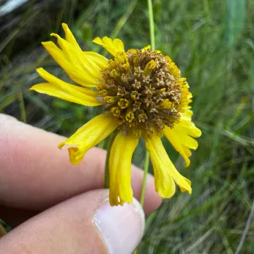 Bigelow's sneezeweed