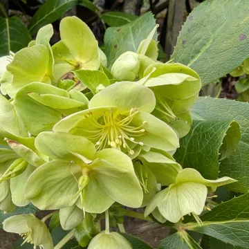 Helleborus