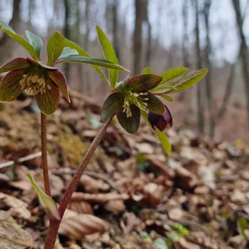 Dark purple hellebore