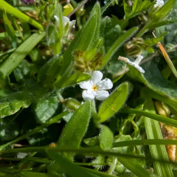 Plagiobothrys canescens