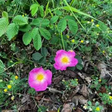 Crimean rose