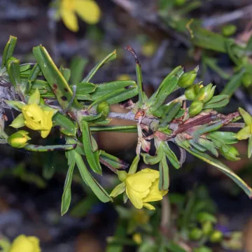 Stalked guinea flower