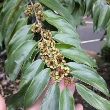 Colubrina glandulosa