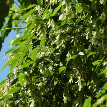 Ruprechtia laxiflora