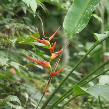 Heliconia latispatha