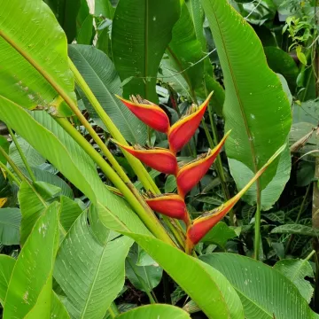 Heliconia stricta
