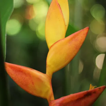 Heliconia uxpanapensis x Heliconia latispatha