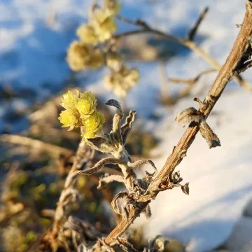 Цмин пісковий