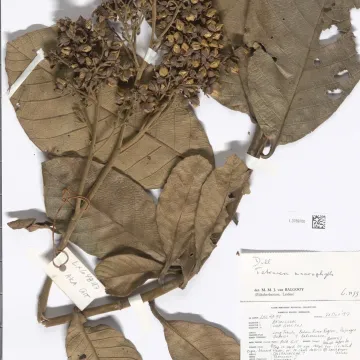 Tetracera macrophylla