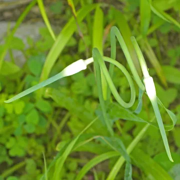 Часник