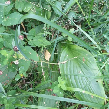 Wavy-leaved hosta