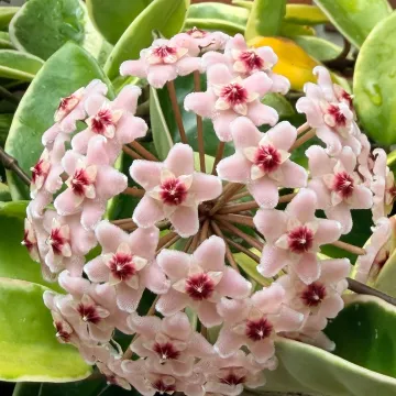 Хойя карноза
