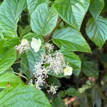 Гортензия черешковая