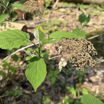 Smooth hydrangea