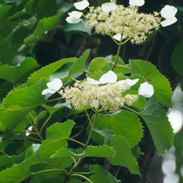 Japanese hydrangea vine