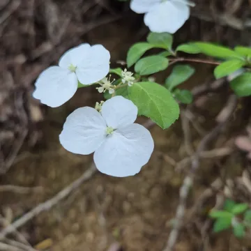 Yellow-veined hydrangea
