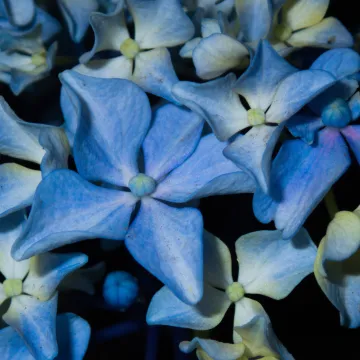 Bigleaf hydrangea