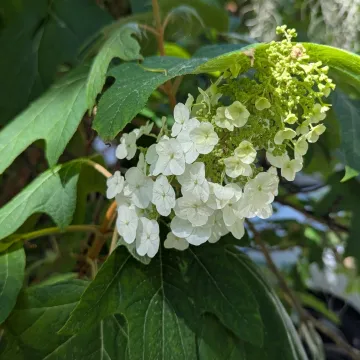 Oak-leaf hydrangea