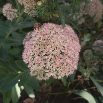 Showy stonecrop