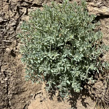 Hylotelephium tatarinowii