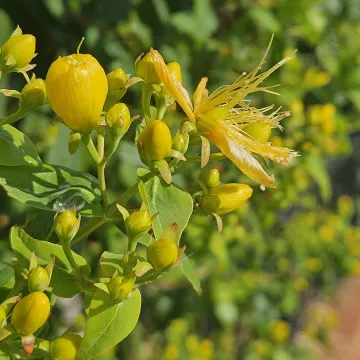 Звіробій козячий
