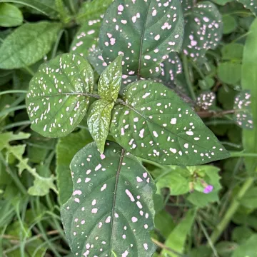 Polka dot plant