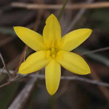 Hypoxis L.