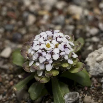 Fleshy candytuft