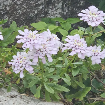 Gibraltar candytuft
