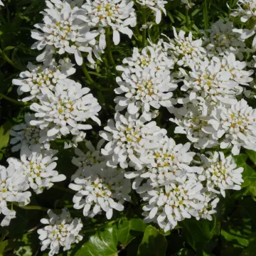 Candytuft