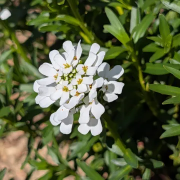 Candytuft