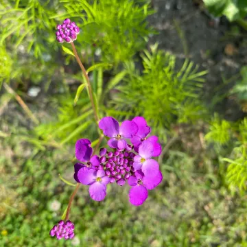 Globe candytuft