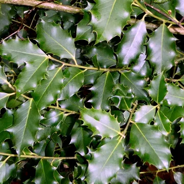 Highclere holly