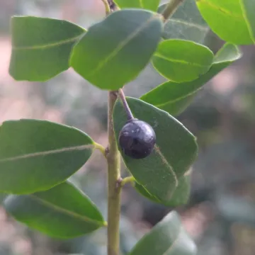 Japanese holly