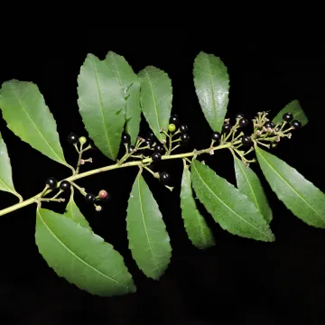 Ilex dumosa
