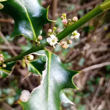 Koehne holly