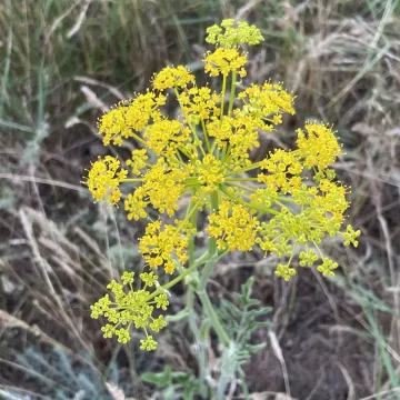 Пастернак Клауса