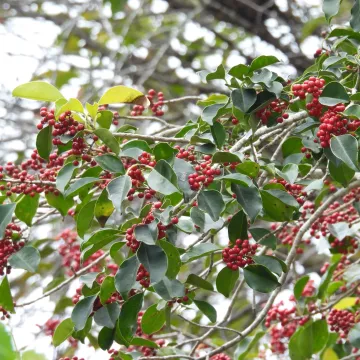 Round holly