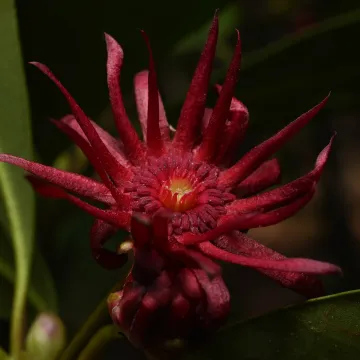 Florida anise