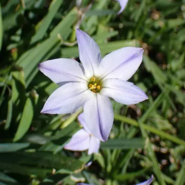 Ipheion uniflorum