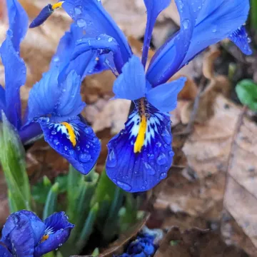 Netted iris