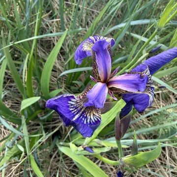 Bristle-pointed iris
