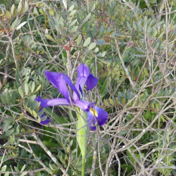 Tangier iris