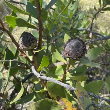 Isopogon