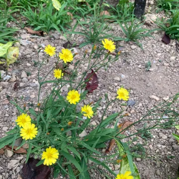 Chinese ixeris